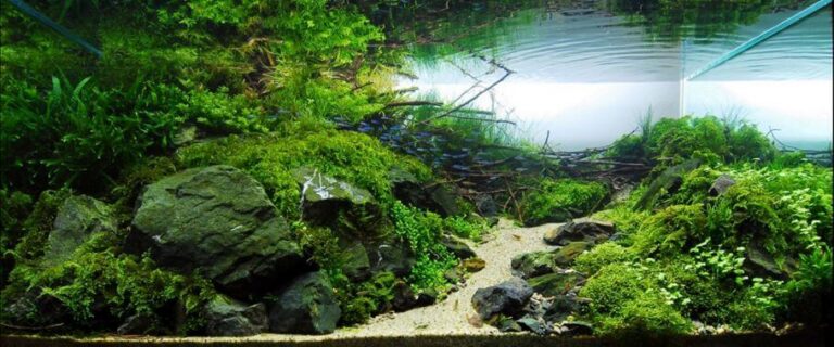 Aquascaping o paisajismo acuatico